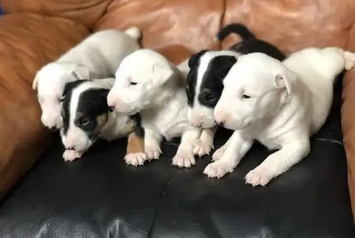 Bull terrier filhotes