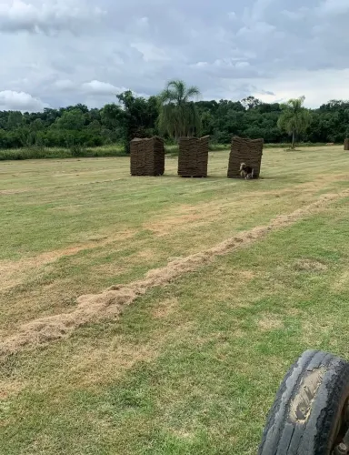 Transforme seu quintal em um tapete verde hoje!