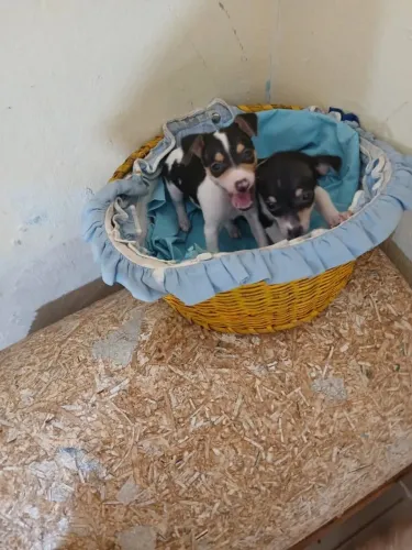 Últimos Filhotes de Pinscher - Macho e Femea Disponíveis