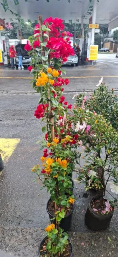 Primavera