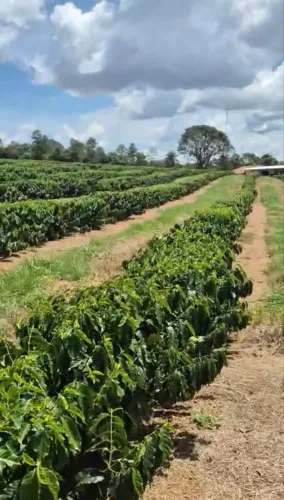 Sítio de café região de Araguari 