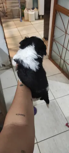 Filhotes de shiatsu