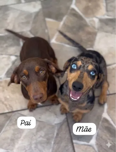 Filhote Dachshund (Salsicha)