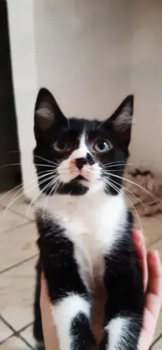 Gatos preto fêmea e macho, frajola macho.