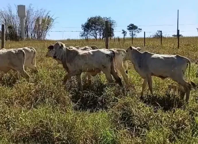 Bezerras Nelore / Aneloradas