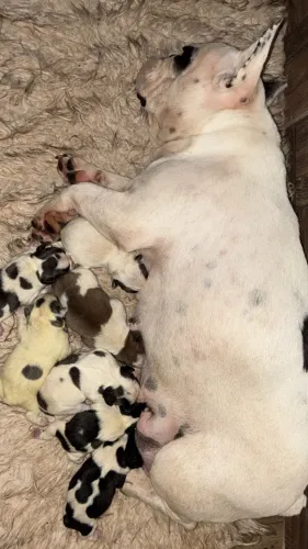 Filhotes Buldogue Francês