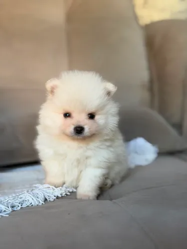 Spitz alemão 