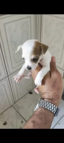 Pinscher macho