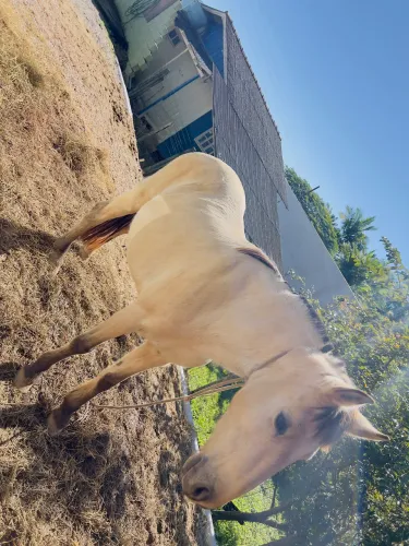 Cavalo baio