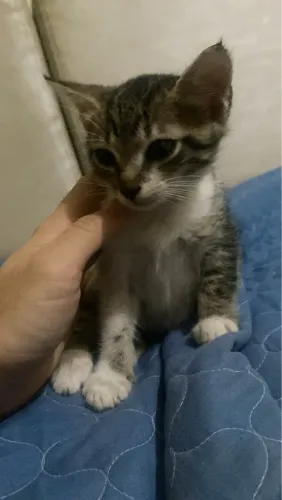 Adoção de gato macho 