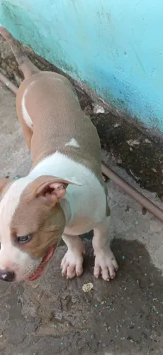Cachorro   fala  comigo. 98 9  *