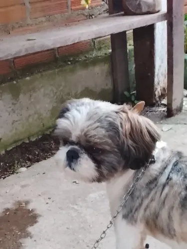 Vendo macho 