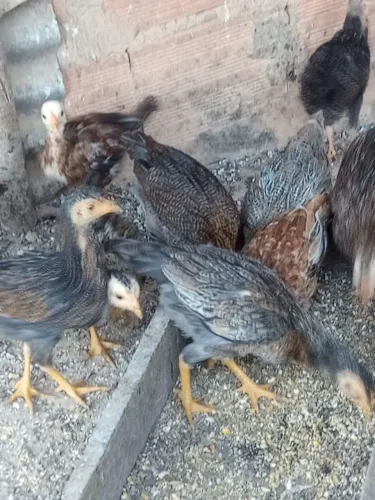 Franguinhos