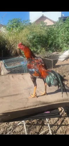 Galos e galinhas