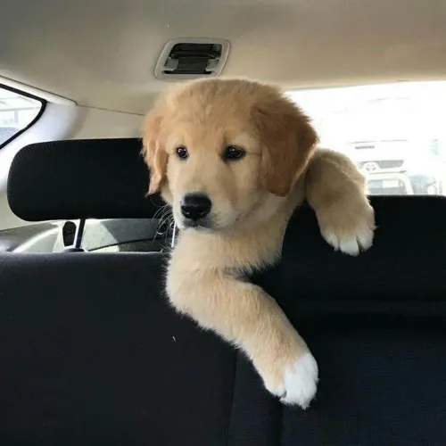 Filhote Golden Retriever, Lambidas garantidas e felicidade sem fim!