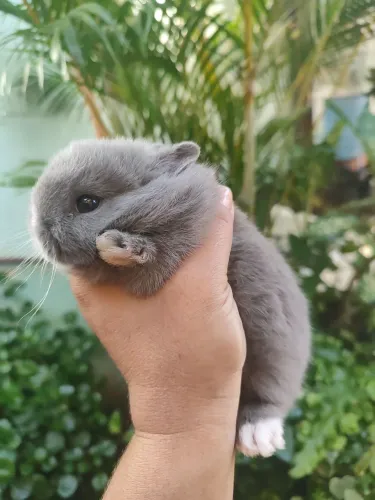 Coelhinhos Netherlands