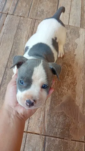 Vendo um filhote de cachoro macho