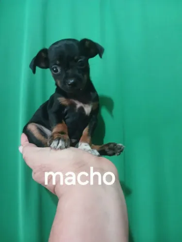 Pinchi n 0 com n1 macho