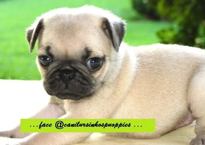 pug excelentes bebes disponíveis referencia cn urisnhos puppies