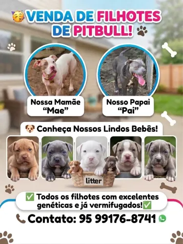 Vendo pitbul