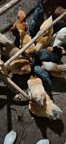 Vendo Galinha e Galo caipira 