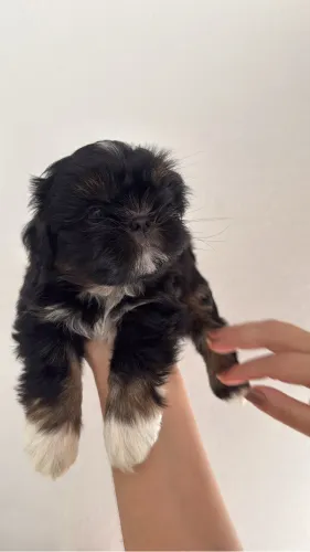 Lindos filhotes de Shih Tzu a venda