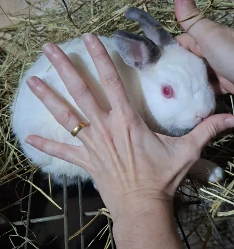 Coelho netherland dwarf