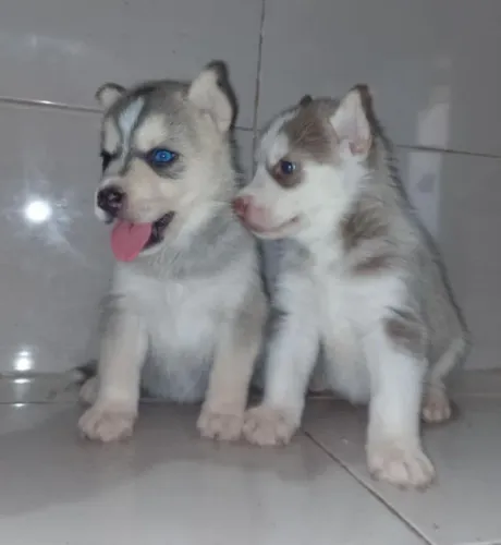 Husky Siberiano,Husky Siberiano Filhote Vacinado e Vermifugado