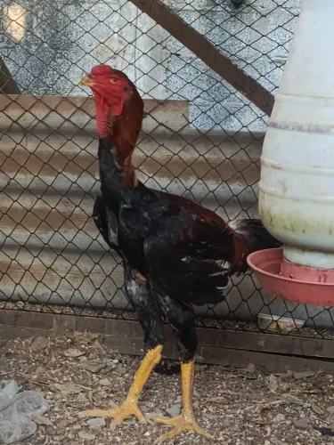 Vendo frango índio gigante