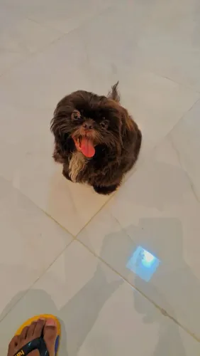 Shitzu 10 meses! 