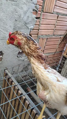 Vende-se esta franga da raça Mura com 14 meses em torno de 3 kg r$ 300 em até 3x 