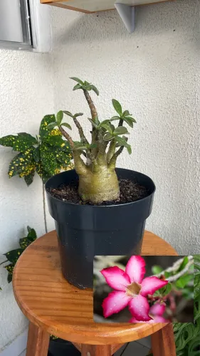 Rosa do deserto Arabicum