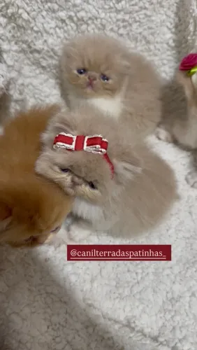 Filhotes de gato persa