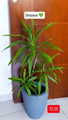 Vasos de planta completos