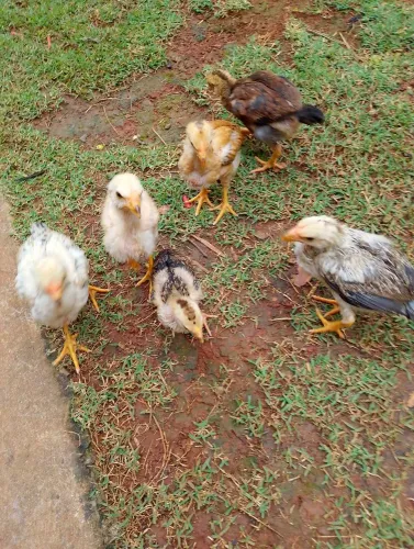 Galinhas franguinhas 3 meses