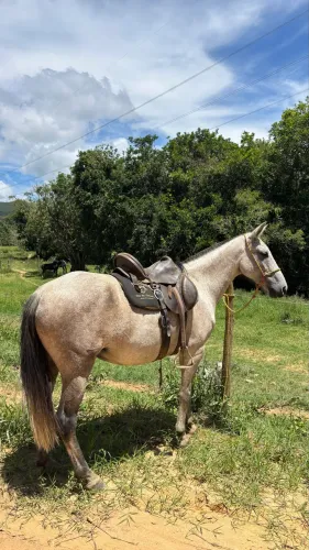 Égua mangalarga marchador 
