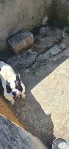 Bulldogue frances