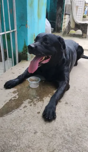 LABRADOR