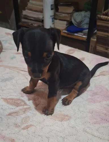 Cachorro pinscher n*2