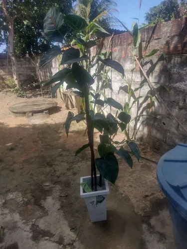 Planta artificial