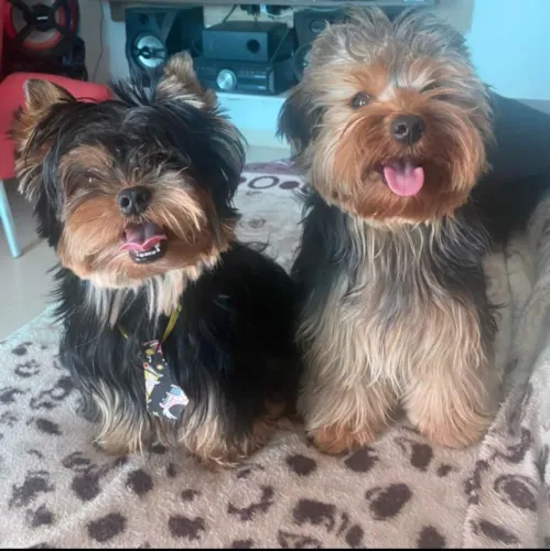 Yorkshire terrier