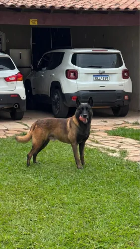 Filhote Pastor Malinois Puro Origem 