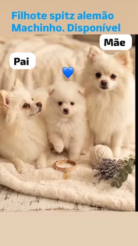 Cachorro Sptiz alemão