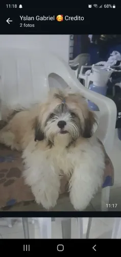 Shih-tzu macho.