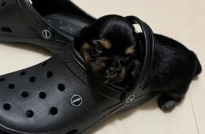 Filhote de Shih Tzu Macho - Criado em Família (Pronto para o Novo Lar)