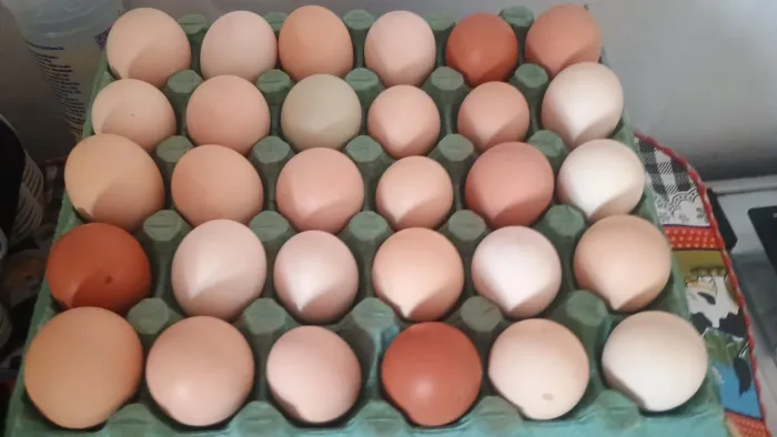 Vendo ovos de galinha caipira 12 reais a dúzia