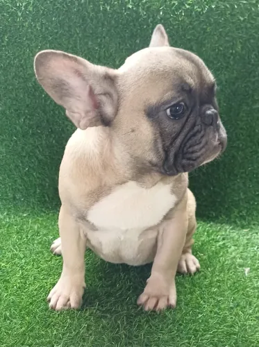 Lindos Bulldog com 1 ano de idade bem lindo brincalhão 