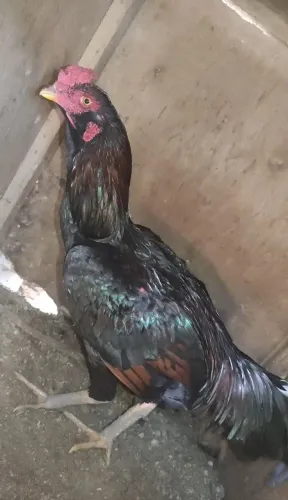 Vende-se galo barbudo
