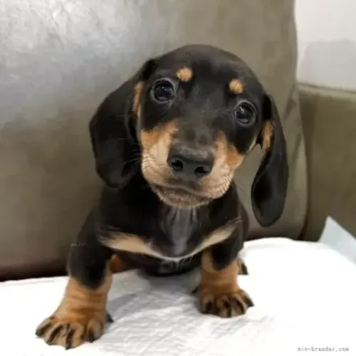 Baby fofo e saudável Teckel/Dachshund/Salsicha/Salsichinha/Basset/Cofap