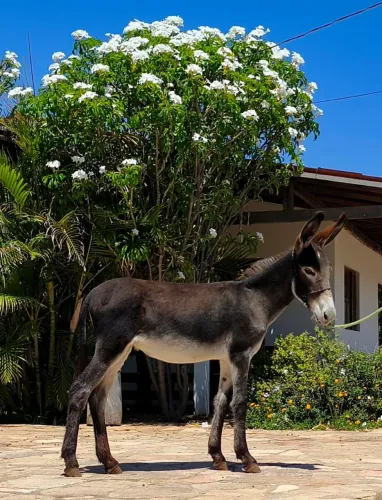 Jumentinha pêga preta assinalada